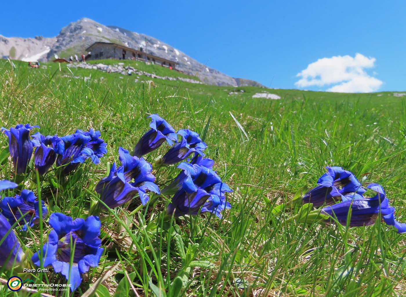 50 Gentiana clusii (Genziana di Clusius) su prati del Piancansaccio con vista su Capanna 2000.JPG